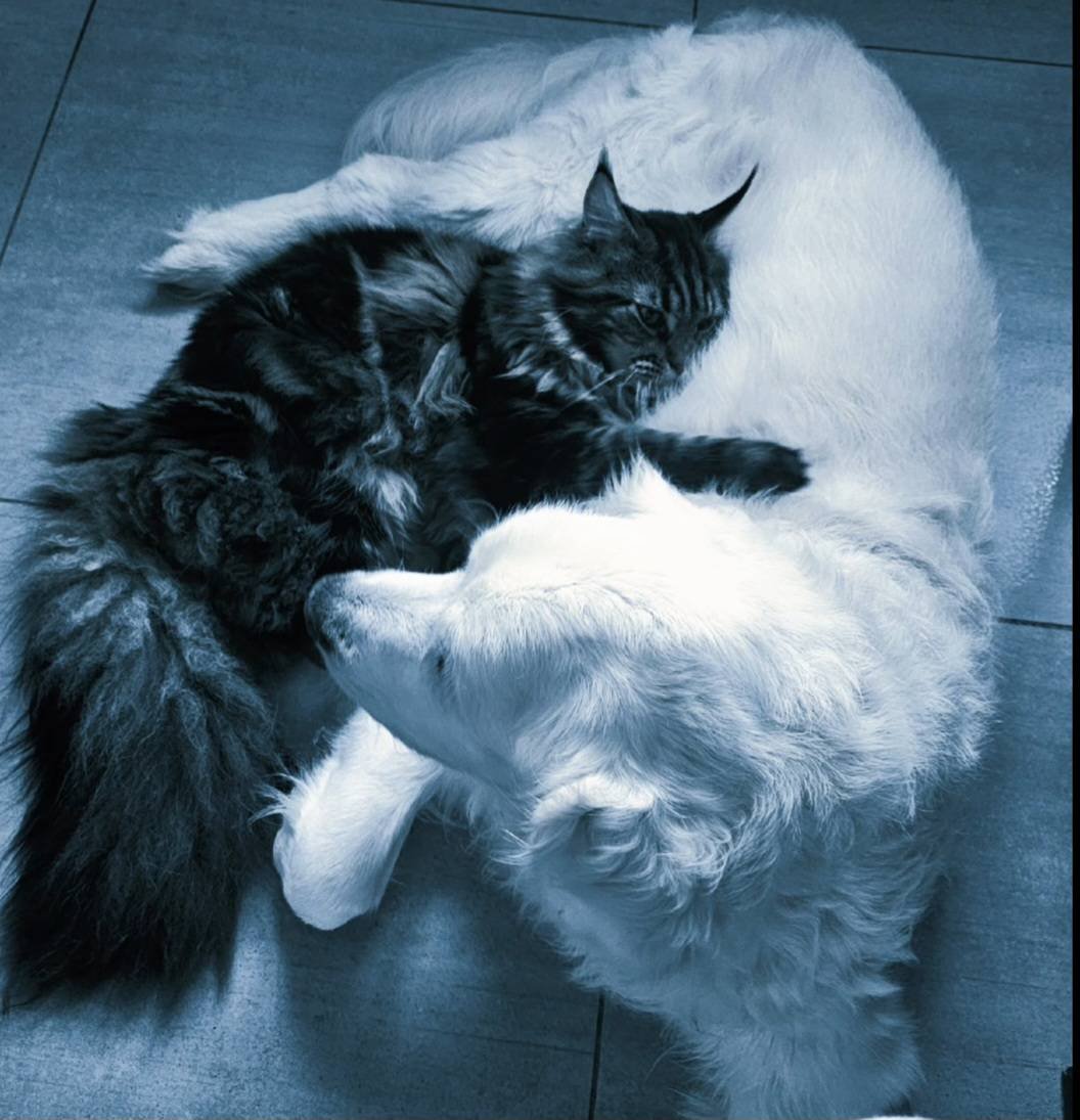 Cat and dog mom